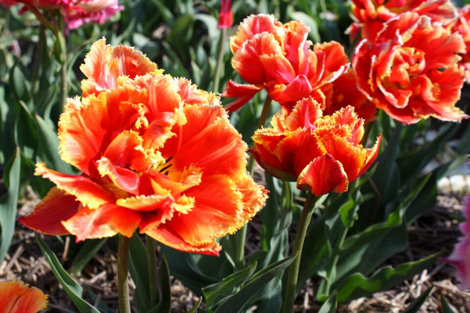Holland bulb tulip fields
