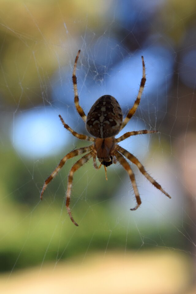 Spider web large spider insect