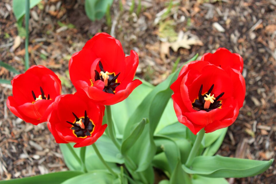 Spring red garden