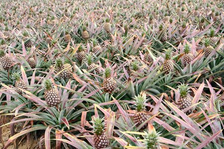 Pineapple fruit zong-fruit