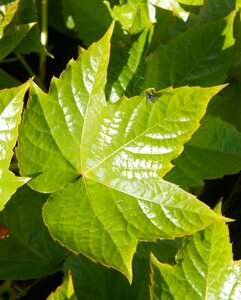 Fresh green first leaves
