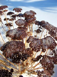 Flower jelly cold