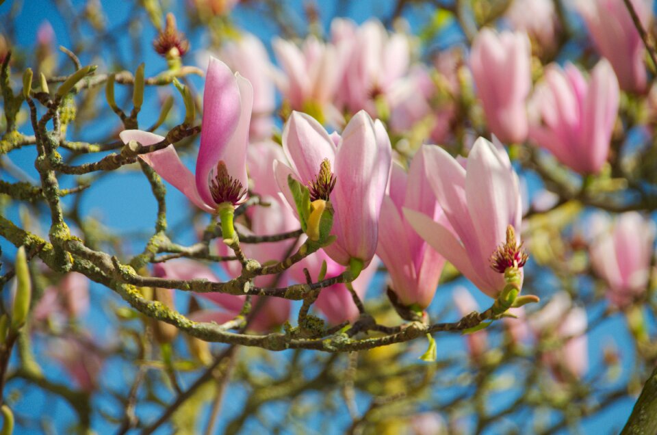 Garden tree flowering