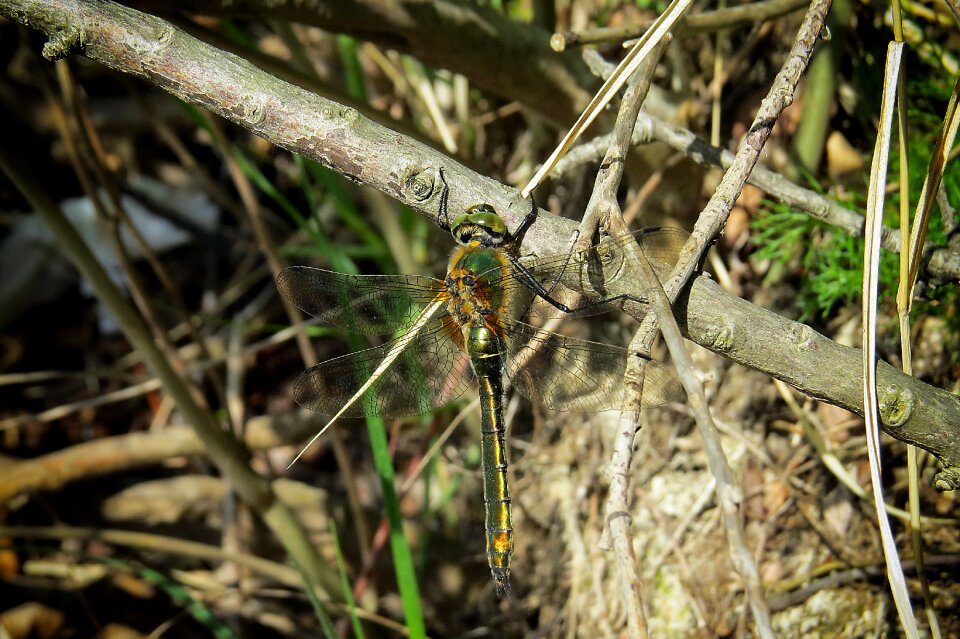 Insect lake bank