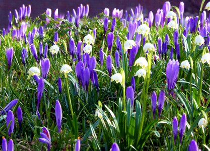 Early bloomer spring meadow purple photo