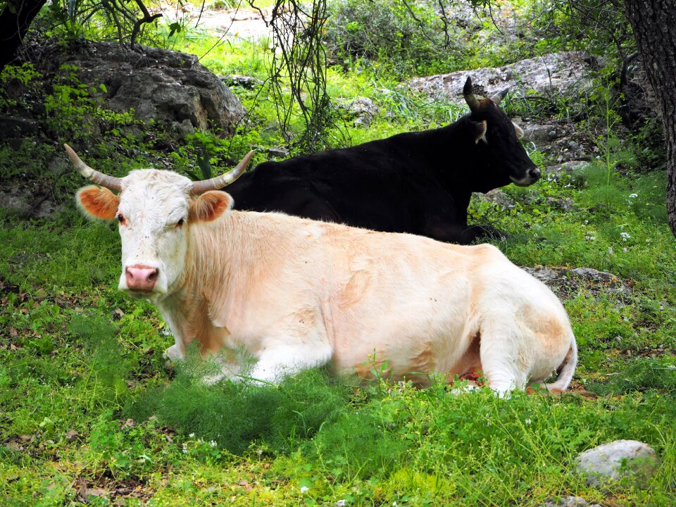 White animal nature