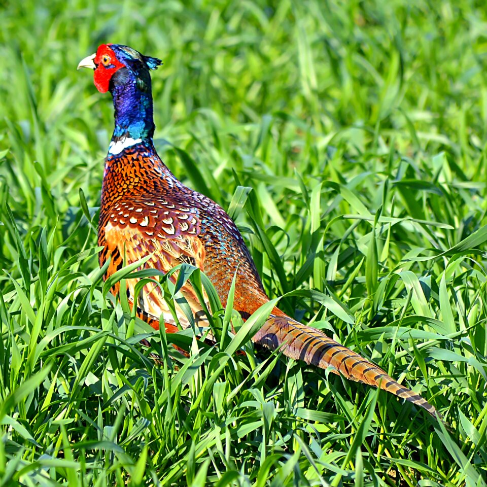 Colorful nature spring