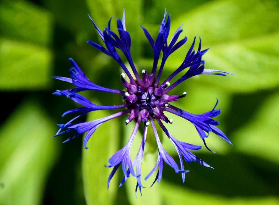 Spring violet garden