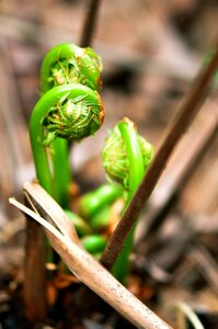 Forest wild spring