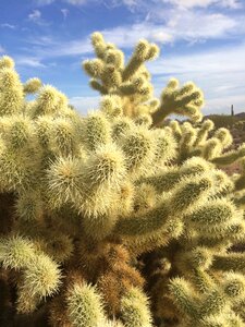 Desert cactus arizona photo