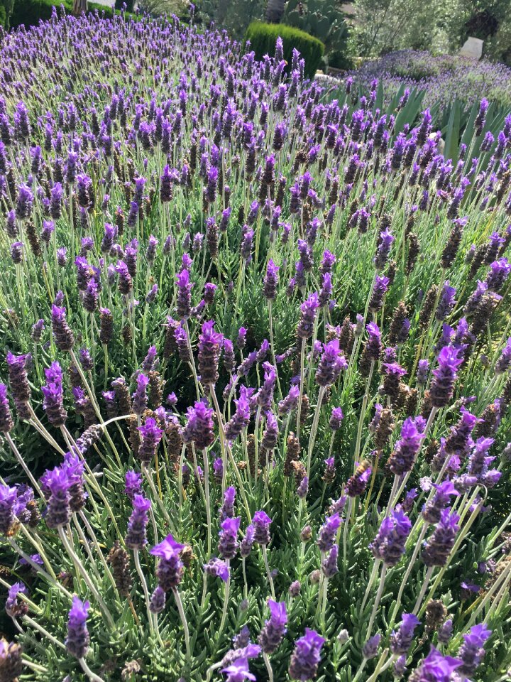 Landscape plant flowers