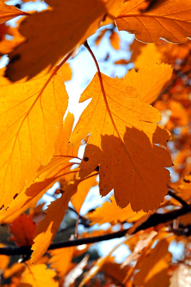 Yellow autumn mood wood