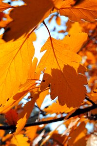 Yellow autumn mood wood photo