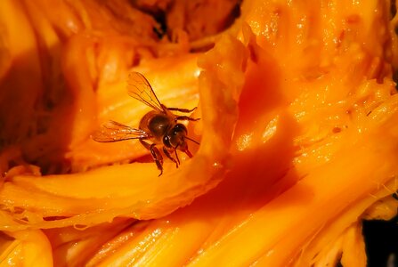 Jackfruit fruit jack photo