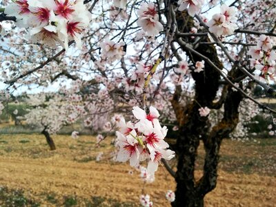 Spring flowering almond trees flowering photo