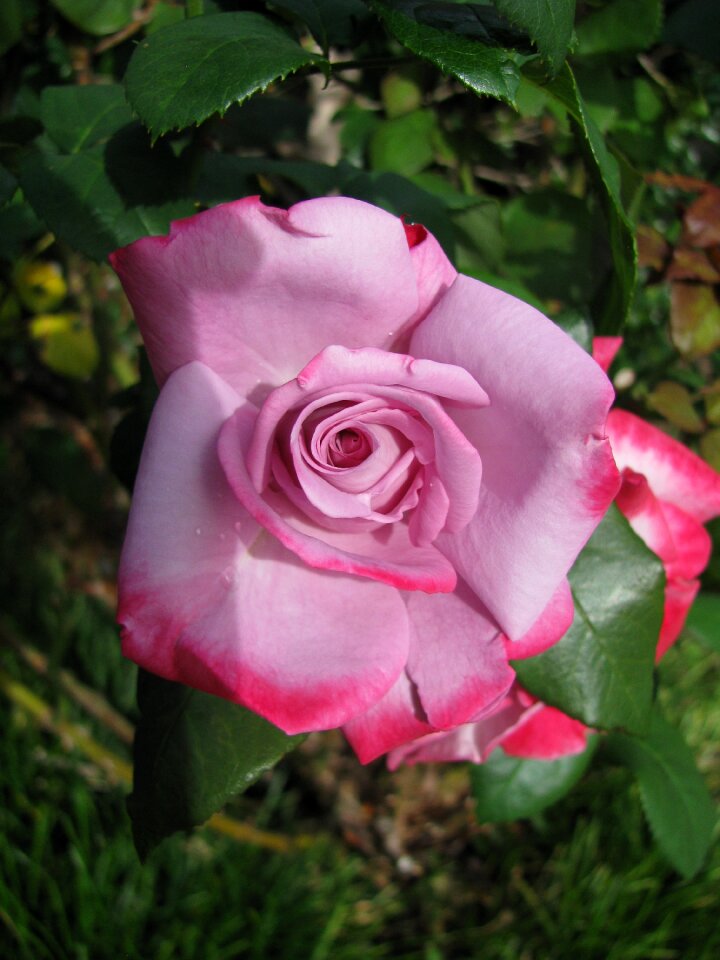 Pink flower