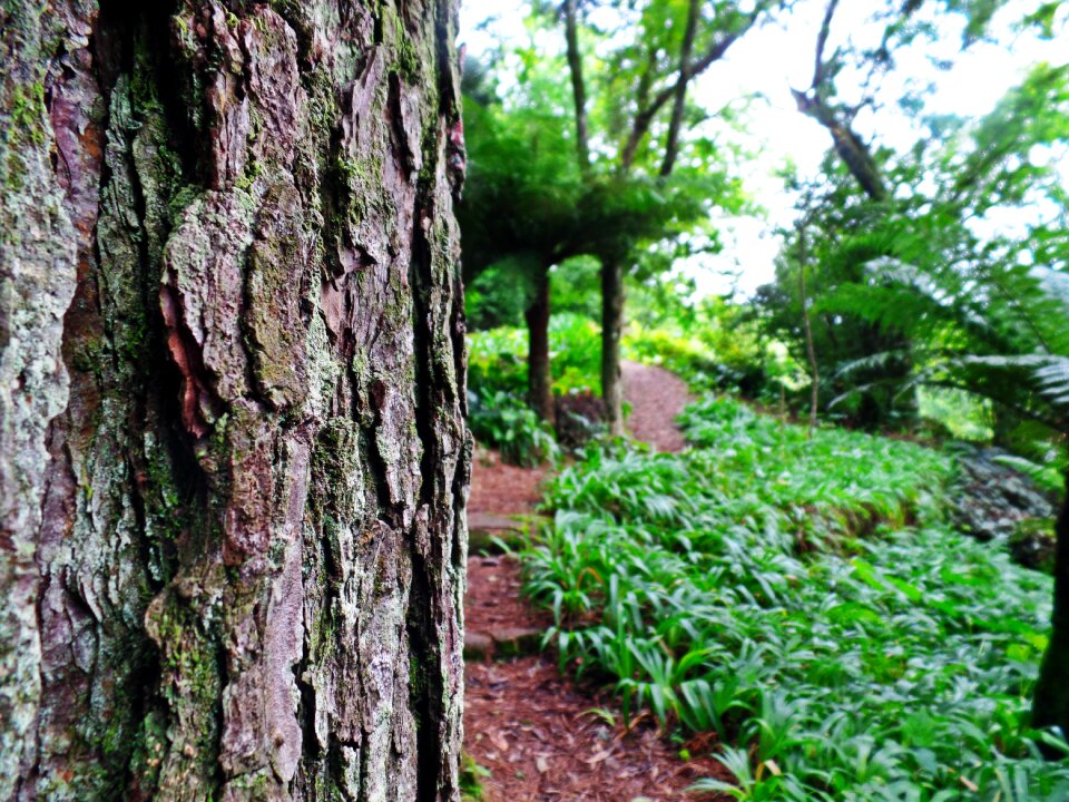 Plant forest ecology