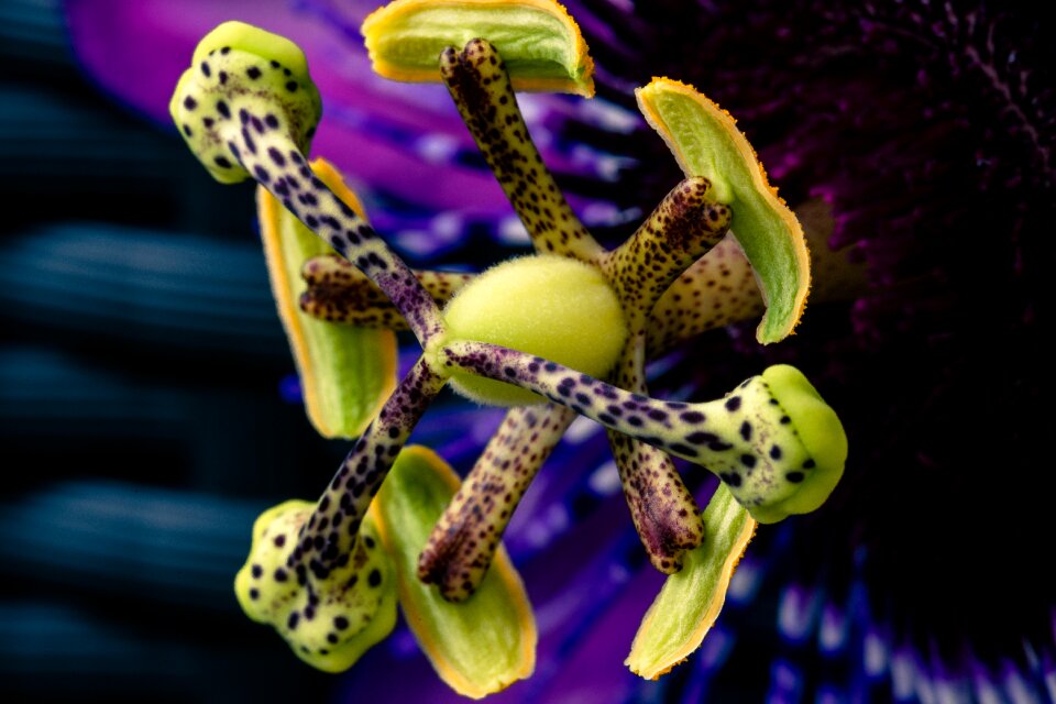 Exotic close up climber plant