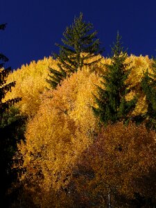 Larch ubaye fall
