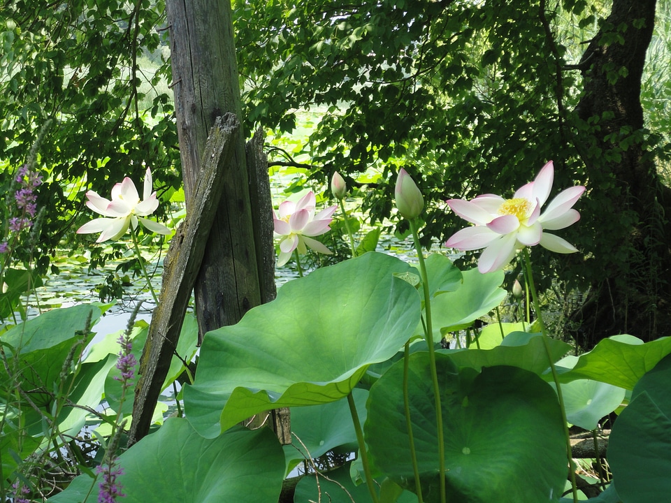 Aquatic blossoms pink