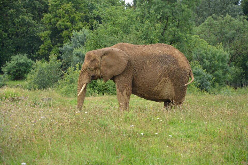 Reserve safari zoo