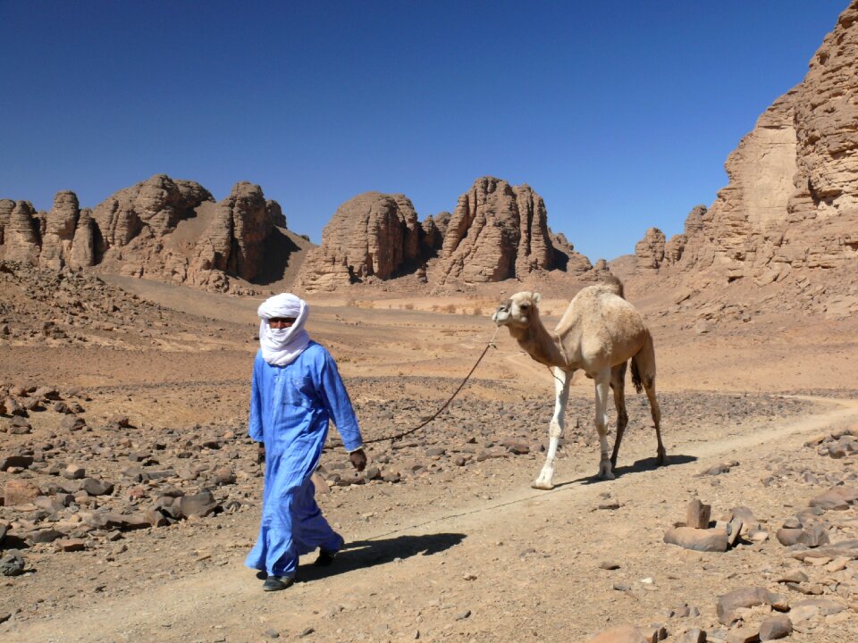 Algeria desert dromedary