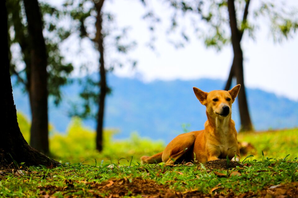 Animal adorable puppy