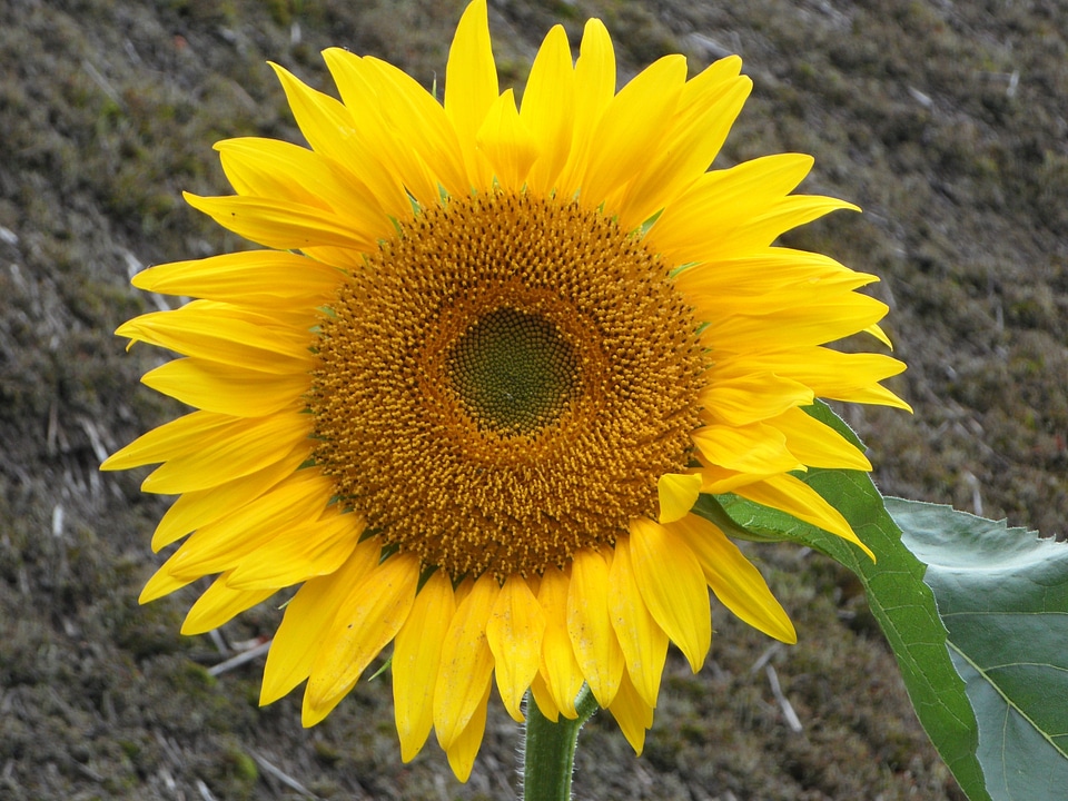 Flower blossom bloom