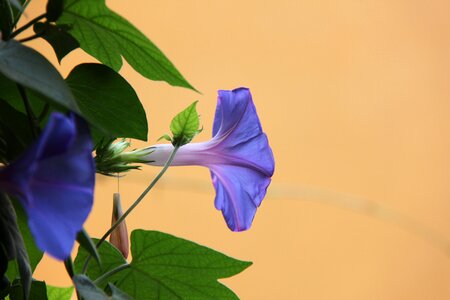 Blue green floral photo