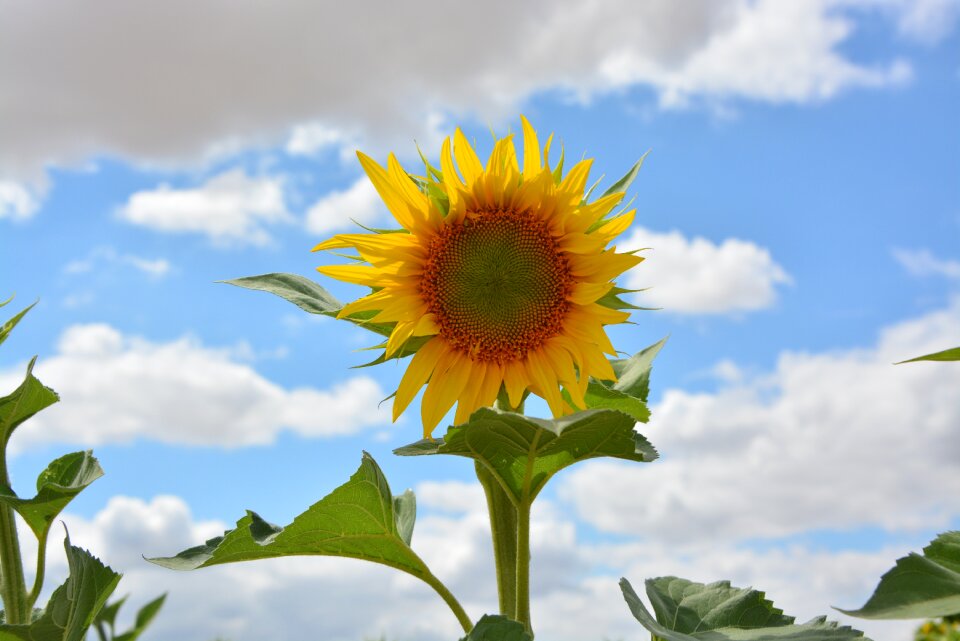Plant big flower sun