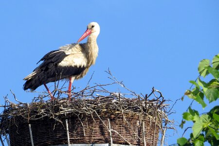 Bird stork nest photo