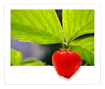 Fruits sweet red