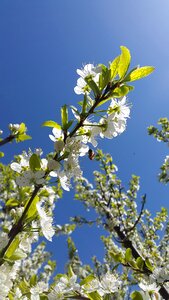 Fruit tree flourished branch photo