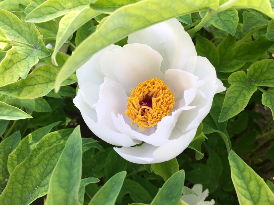 Green blossom