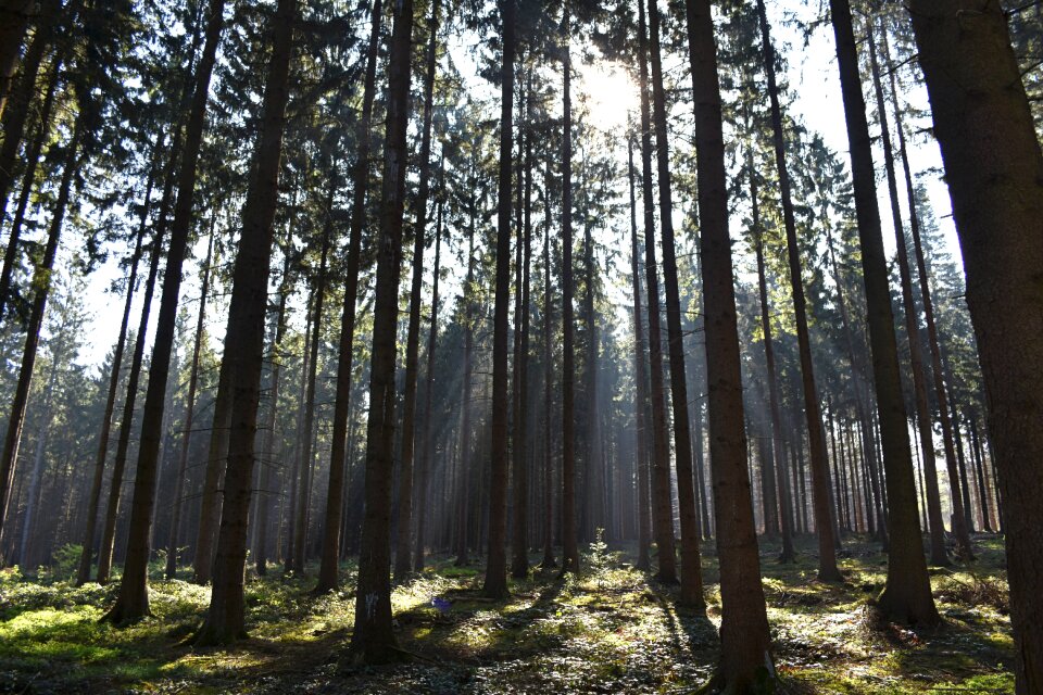 Nature tree sunlight