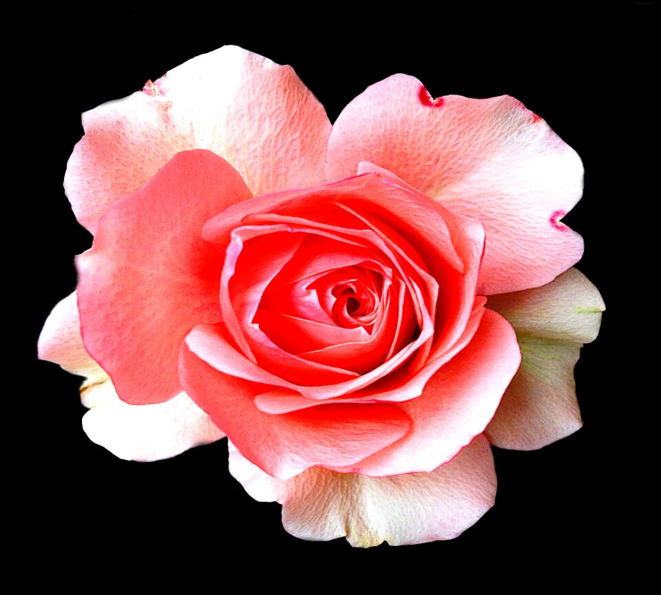 Bloom pink white black background