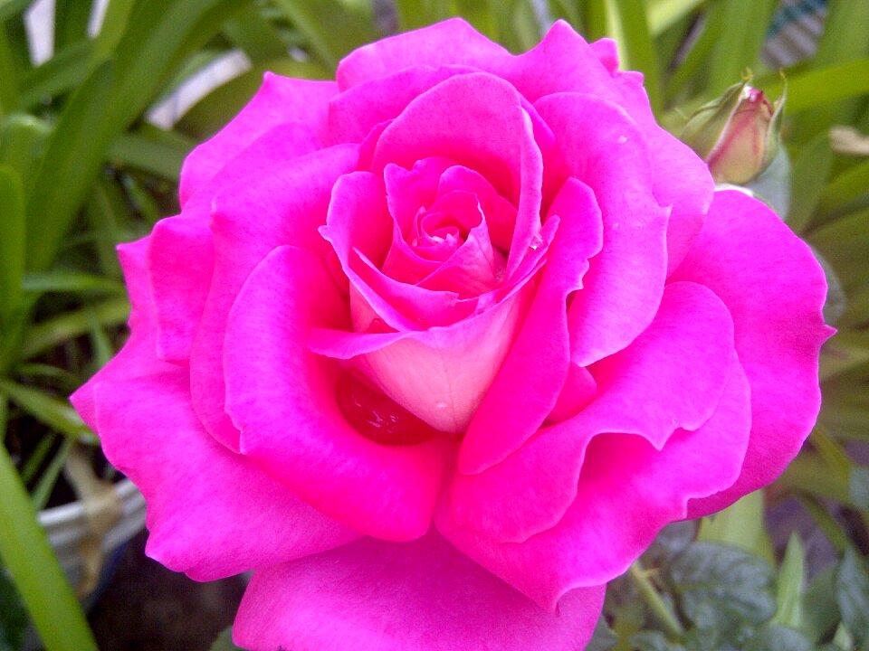 Women happy rosa