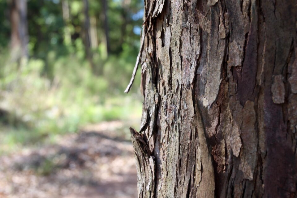 Texture bark forest