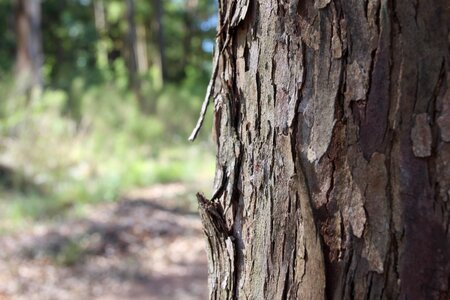 Texture bark forest photo