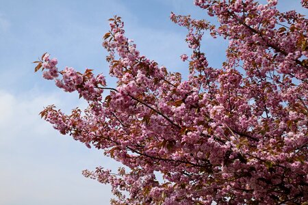 Flower tree ornamental cherry spring photo