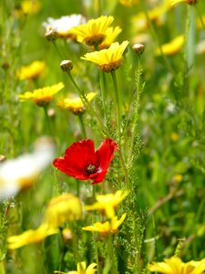 Flowers red yellow