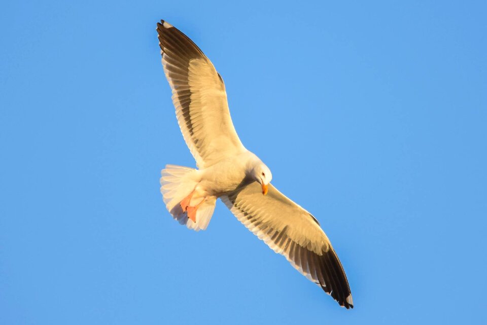 Flight fly flying