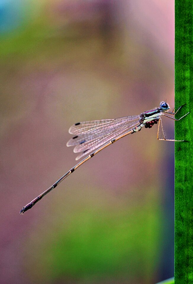 Nature fauna insect