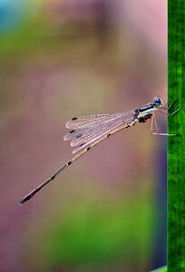 Nature fauna insect photo