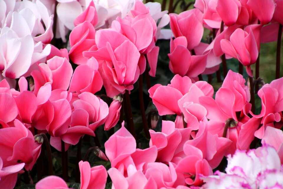 Red flower pink flower pink