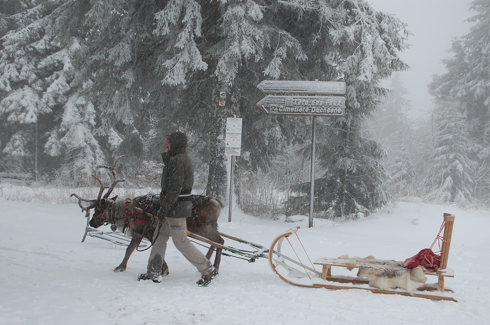 Sled snow winter photo