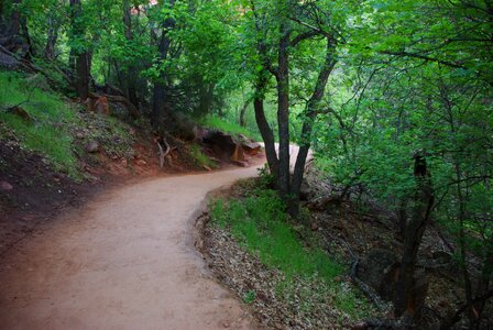 Utah nature trees photo