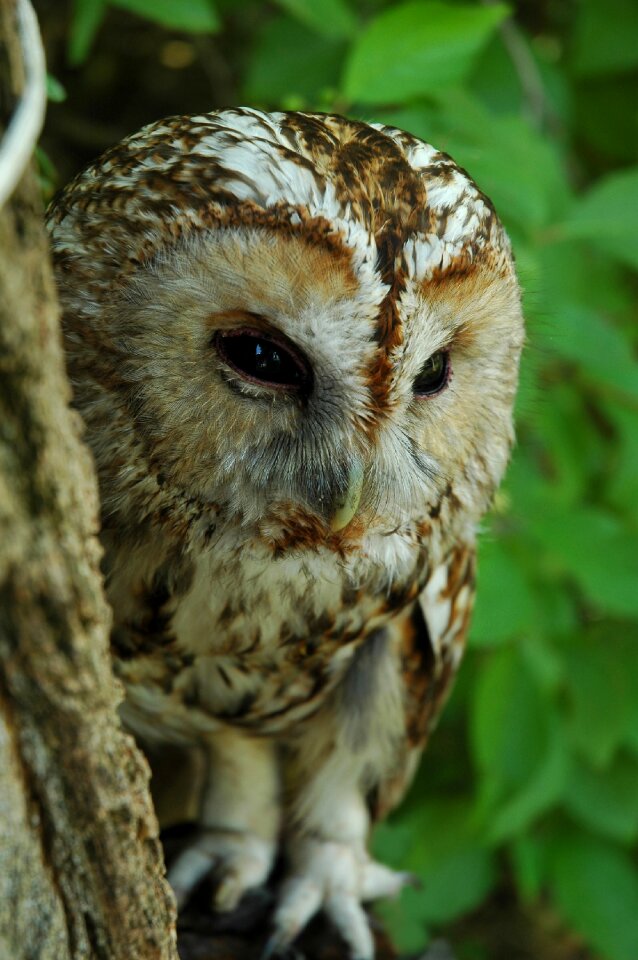 Owl zhivotnyie birds nature