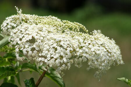Flower bloom