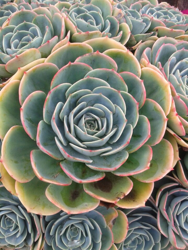 Green plant green garden